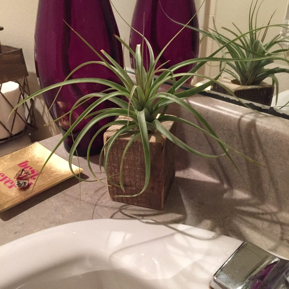 Add Something Fresh in Your Bathroom with Air Plants  Frame My Mirror