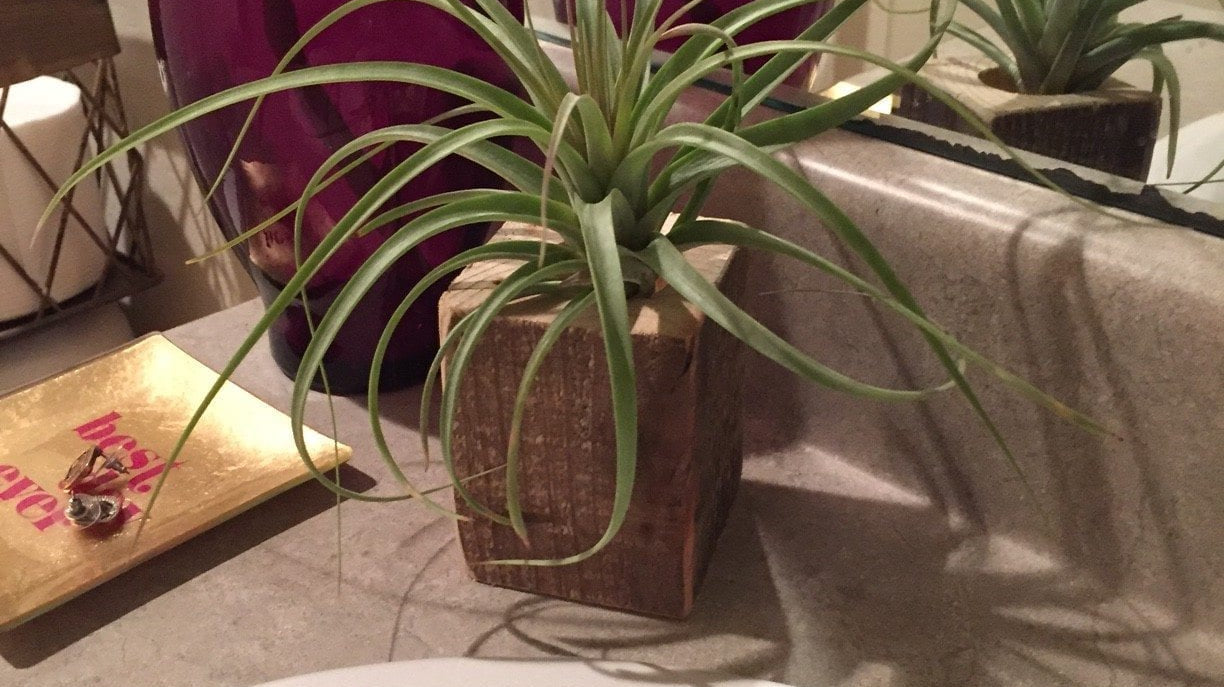 Add Something Fresh in Your Bathroom with Air Plants