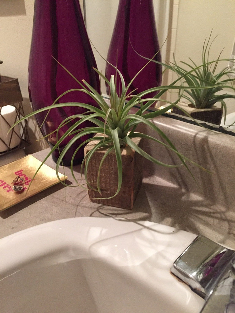 Add Something Fresh in Your Bathroom with Air Plants